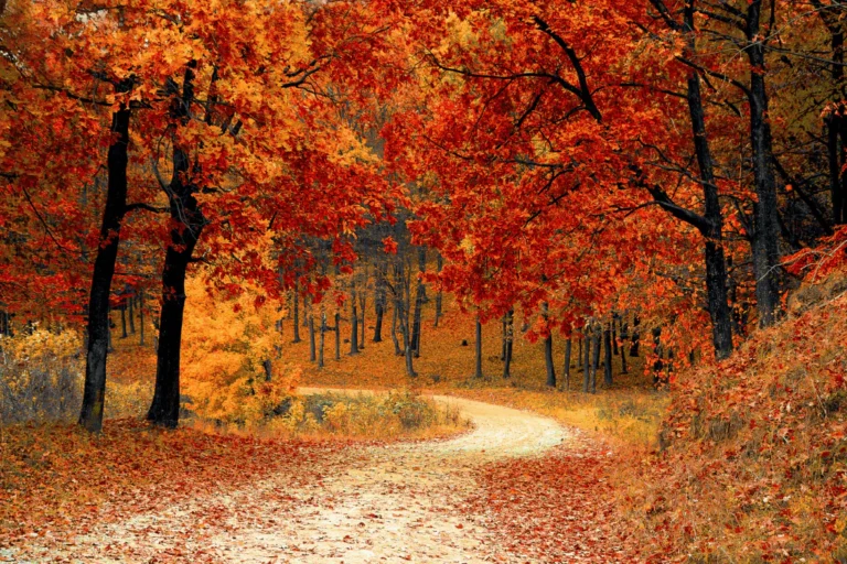 Best Autumn Foliage United States: The 2026 Definitive Systems Guide