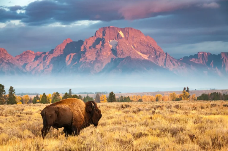 Best National Parks in the US: The 2026 Structural & Ecological Reference