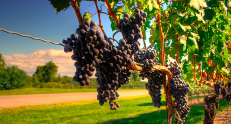 Luxury Vineyard Tours USA: The 2026 Definitive Systems Analysis